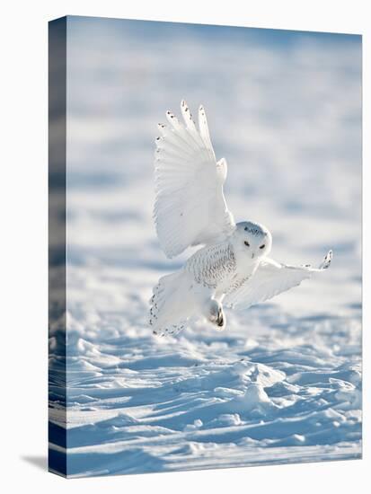 USA, Minnesota, Vermillion. Snowy Owl Landing on Snow-Bernard Friel-Stretched Canvas