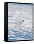 USA, Minnesota, Vermillion. Snowy Owl Landing on Snow-Bernard Friel-Framed Stretched Canvas