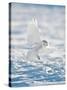 USA, Minnesota, Vermillion. Snowy Owl Landing on Snow-Bernard Friel-Stretched Canvas