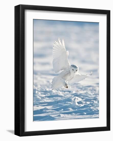USA, Minnesota, Vermillion. Snowy Owl Landing on Snow-Bernard Friel-Framed Photographic Print