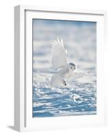 USA, Minnesota, Vermillion. Snowy Owl Landing on Snow-Bernard Friel-Framed Photographic Print