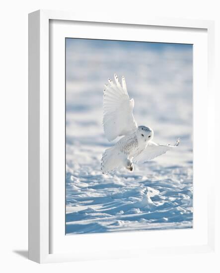 USA, Minnesota, Vermillion. Snowy Owl Landing on Snow-Bernard Friel-Framed Photographic Print