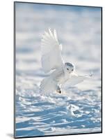 USA, Minnesota, Vermillion. Snowy Owl Landing on Snow-Bernard Friel-Mounted Photographic Print