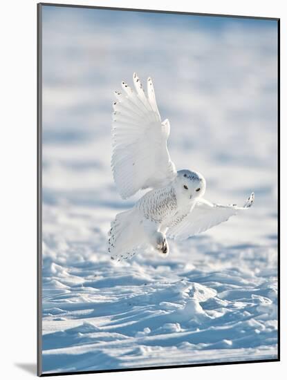 USA, Minnesota, Vermillion. Snowy Owl Landing on Snow-Bernard Friel-Mounted Photographic Print