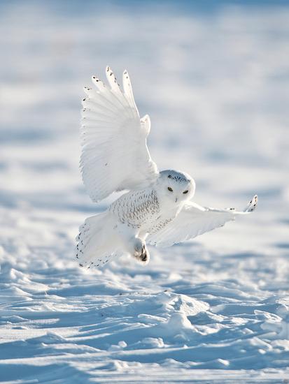 'USA, Minnesota, Vermillion. Snowy Owl Landing on Snow' Photographic ...