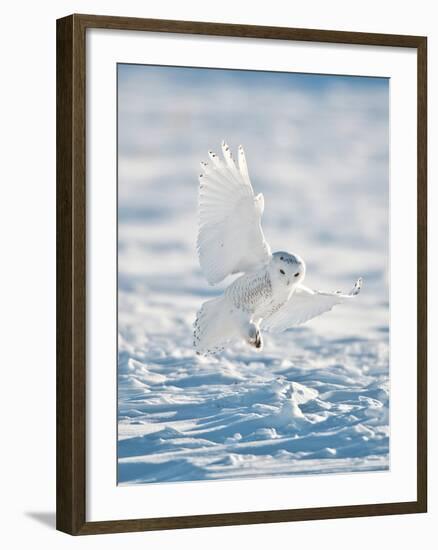 USA, Minnesota, Vermillion. Snowy Owl Landing on Snow-Bernard Friel-Framed Photographic Print