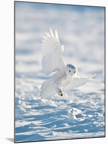 USA, Minnesota, Vermillion. Snowy Owl Landing on Snow-Bernard Friel-Mounted Photographic Print