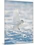 USA, Minnesota, Vermillion. Snowy Owl Landing on Snow-Bernard Friel-Mounted Photographic Print