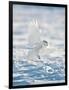 USA, Minnesota, Vermillion. Snowy Owl Landing on Snow-Bernard Friel-Framed Photographic Print