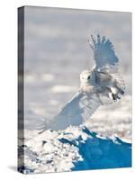 USA, Minnesota, Vermillion. Snowy Owl Landing on Snow-Bernard Friel-Stretched Canvas