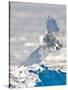 USA, Minnesota, Vermillion. Snowy Owl Landing on Snow-Bernard Friel-Stretched Canvas