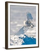 USA, Minnesota, Vermillion. Snowy Owl Landing on Snow-Bernard Friel-Framed Premium Photographic Print