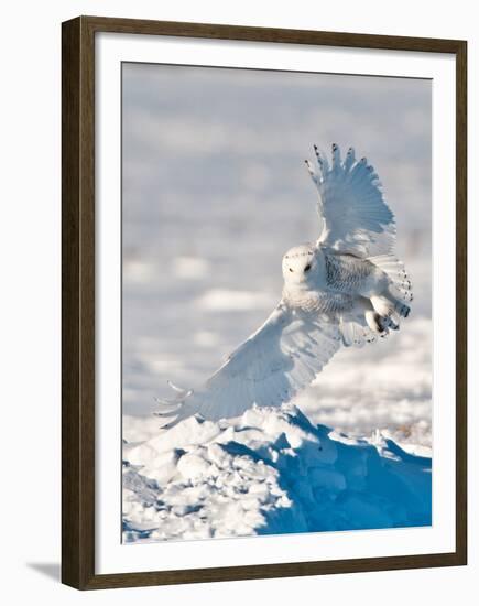 USA, Minnesota, Vermillion. Snowy Owl Landing on Snow-Bernard Friel-Framed Premium Photographic Print