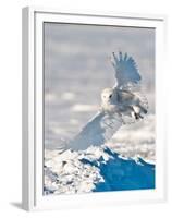 USA, Minnesota, Vermillion. Snowy Owl Landing on Snow-Bernard Friel-Framed Premium Photographic Print