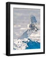 USA, Minnesota, Vermillion. Snowy Owl Landing on Snow-Bernard Friel-Framed Photographic Print