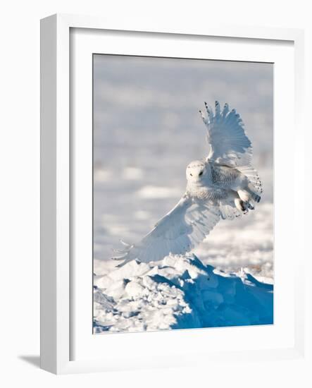 USA, Minnesota, Vermillion. Snowy Owl Landing on Snow-Bernard Friel-Framed Photographic Print