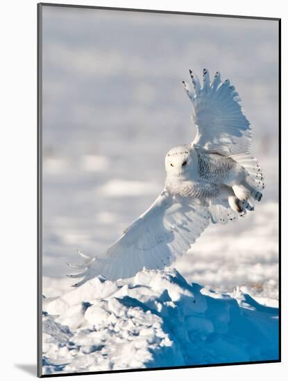 USA, Minnesota, Vermillion. Snowy Owl Landing on Snow-Bernard Friel-Mounted Photographic Print