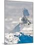 USA, Minnesota, Vermillion. Snowy Owl Landing on Snow-Bernard Friel-Mounted Photographic Print