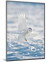 USA, Minnesota, Vermillion. Snowy Owl Landing on Snow-Bernard Friel-Mounted Photographic Print