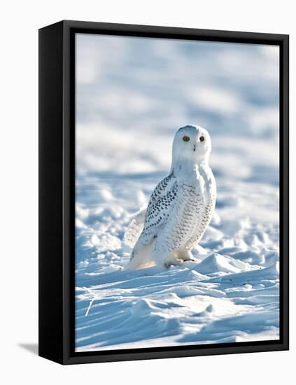 USA, Minnesota, Vermillion. Snowy Owl Perched on Snow-Bernard Friel-Framed Stretched Canvas