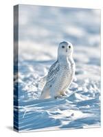 USA, Minnesota, Vermillion. Snowy Owl Perched on Snow-Bernard Friel-Stretched Canvas