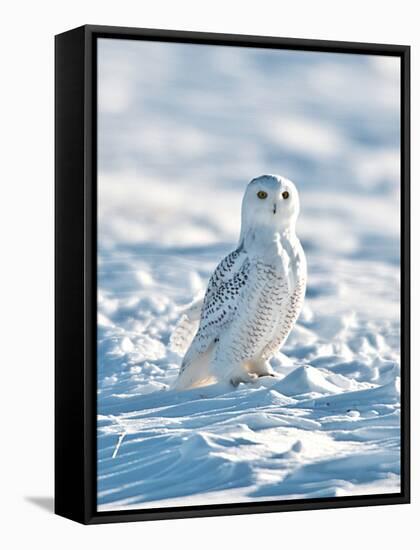 USA, Minnesota, Vermillion. Snowy Owl Perched on Snow-Bernard Friel-Framed Stretched Canvas