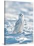 USA, Minnesota, Vermillion. Snowy Owl Perched on Snow-Bernard Friel-Stretched Canvas