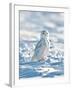 USA, Minnesota, Vermillion. Snowy Owl Perched on Snow-Bernard Friel-Framed Premium Photographic Print