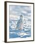 USA, Minnesota, Vermillion. Snowy Owl Perched on Snow-Bernard Friel-Framed Premium Photographic Print