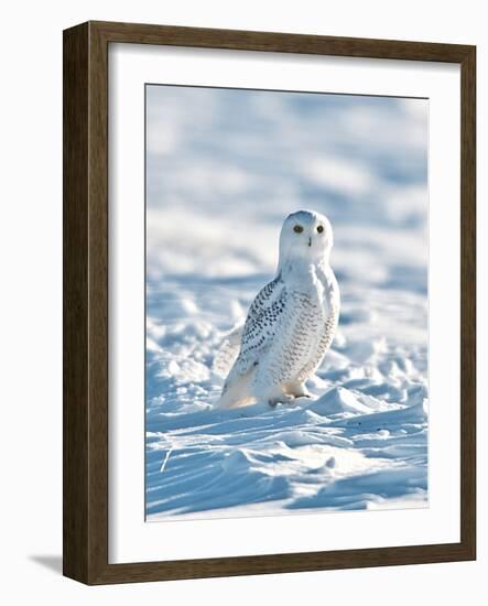 USA, Minnesota, Vermillion. Snowy Owl Perched on Snow-Bernard Friel-Framed Photographic Print