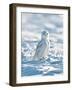 USA, Minnesota, Vermillion. Snowy Owl Perched on Snow-Bernard Friel-Framed Photographic Print