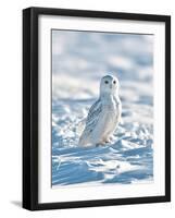 USA, Minnesota, Vermillion. Snowy Owl Perched on Snow-Bernard Friel-Framed Photographic Print