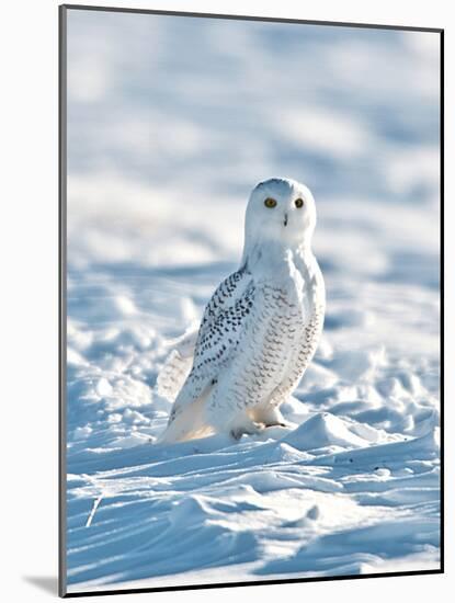 USA, Minnesota, Vermillion. Snowy Owl Perched on Snow-Bernard Friel-Mounted Photographic Print