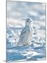 USA, Minnesota, Vermillion. Snowy Owl Perched on Snow-Bernard Friel-Mounted Photographic Print