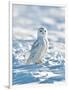 USA, Minnesota, Vermillion. Snowy Owl Perched on Snow-Bernard Friel-Framed Photographic Print