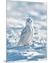 USA, Minnesota, Vermillion. Snowy Owl Perched on Snow-Bernard Friel-Mounted Photographic Print