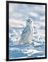 USA, Minnesota, Vermillion. Snowy Owl Perched on Snow-Bernard Friel-Framed Photographic Print