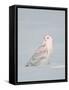 USA, Minnesota, Vermillion. Snowy Owl Perched on Snow-Bernard Friel-Framed Stretched Canvas