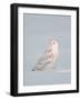 USA, Minnesota, Vermillion. Snowy Owl Perched on Snow-Bernard Friel-Framed Photographic Print