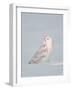 USA, Minnesota, Vermillion. Snowy Owl Perched on Snow-Bernard Friel-Framed Photographic Print