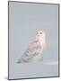 USA, Minnesota, Vermillion. Snowy Owl Perched on Snow-Bernard Friel-Mounted Photographic Print