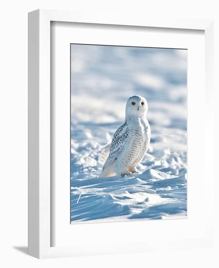 USA, Minnesota, Vermillion. Snowy Owl Perched on Snow-Bernard Friel-Framed Photographic Print