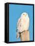 USA, Minnesota, Vermillion. Snowy Owl Perched on Utility Pole-Bernard Friel-Framed Stretched Canvas