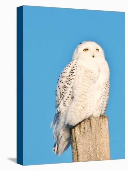 USA, Minnesota, Vermillion. Snowy Owl Perched on Utility Pole-Bernard Friel-Stretched Canvas