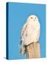 USA, Minnesota, Vermillion. Snowy Owl Perched on Utility Pole-Bernard Friel-Stretched Canvas