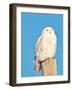 USA, Minnesota, Vermillion. Snowy Owl Perched on Utility Pole-Bernard Friel-Framed Photographic Print