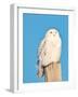 USA, Minnesota, Vermillion. Snowy Owl Perched on Utility Pole-Bernard Friel-Framed Photographic Print