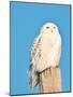 USA, Minnesota, Vermillion. Snowy Owl Perched on Utility Pole-Bernard Friel-Mounted Photographic Print