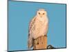 USA, Minnesota, Vermillion. Snowy Owl Perched-Bernard Friel-Mounted Photographic Print