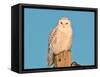 USA, Minnesota, Vermillion. Snowy Owl Perched-Bernard Friel-Framed Stretched Canvas